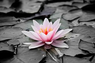 Pink Waterlily in a black and white pond
