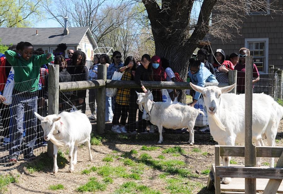 A group of students at a UFT Member Assistance Program event pet goats at the Queens County Farm Museum on April 16, 2024