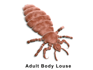 body lice skin